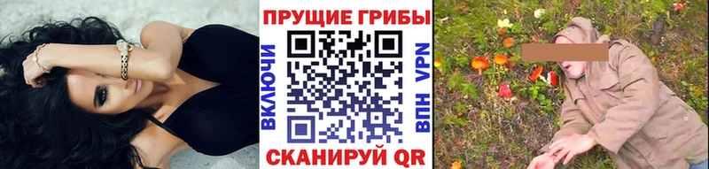 наркошоп  Хилок  Псилоцибиновые грибы Psilocybine cubensis 